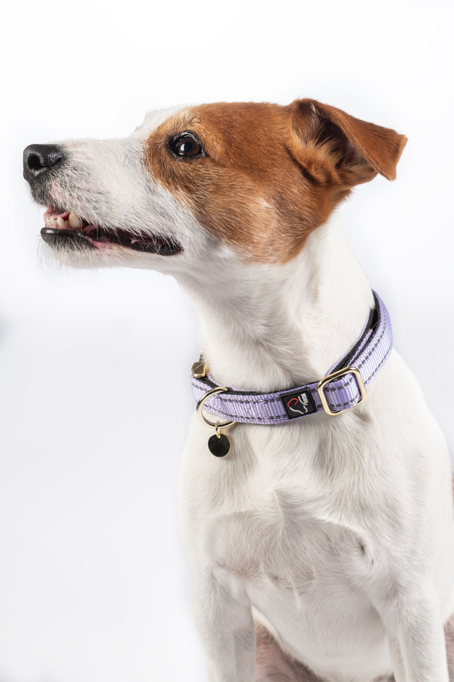 Collier pour chien - Ida- nylon