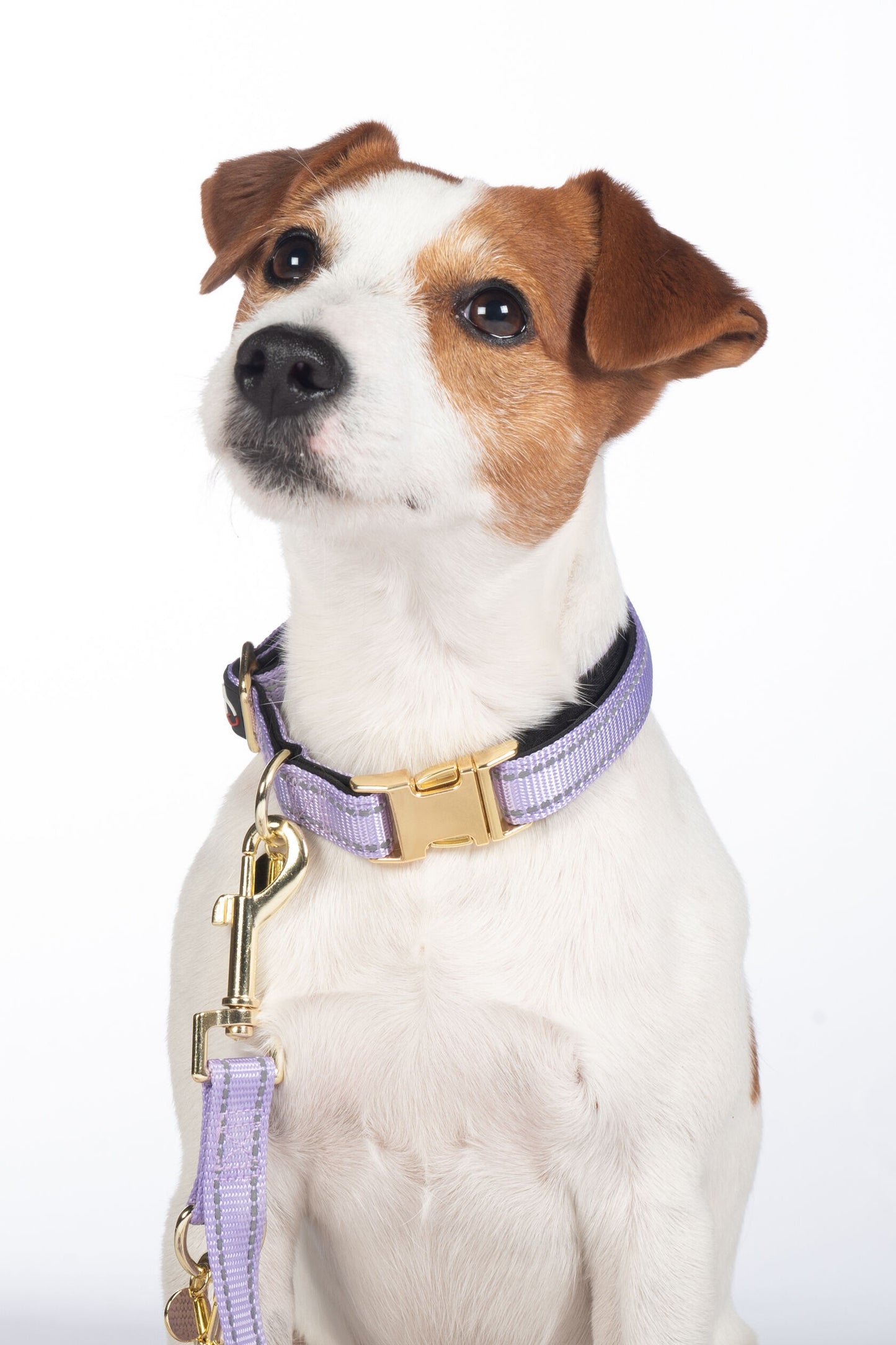 Collier pour chien - Ida- nylon