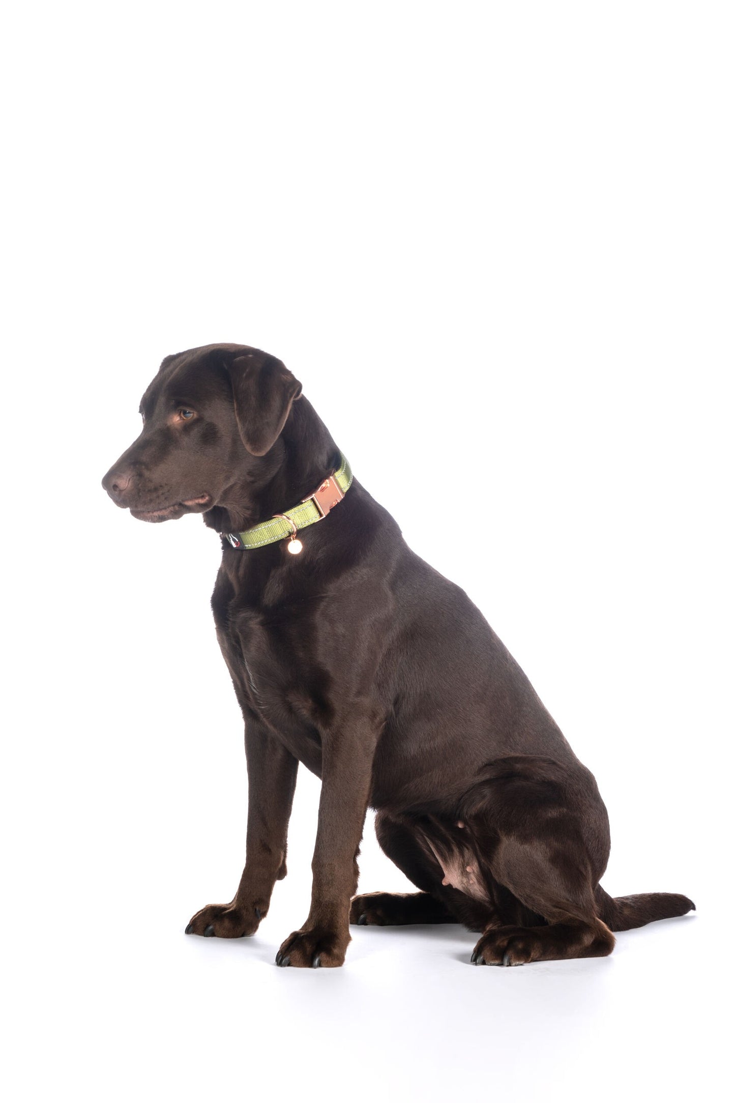Collier pour chien - Ida- nylon