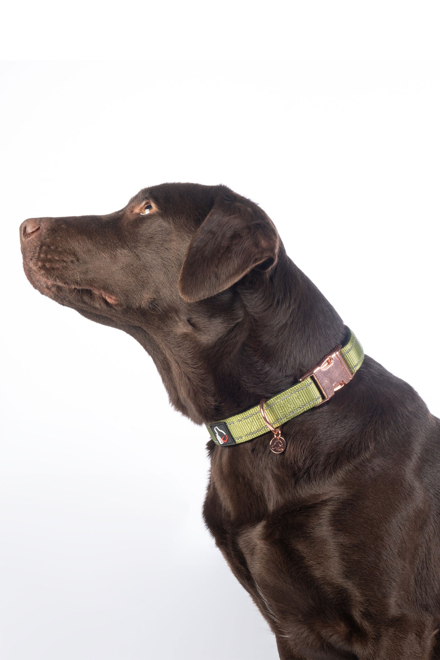 Collier pour chien - Ida- nylon