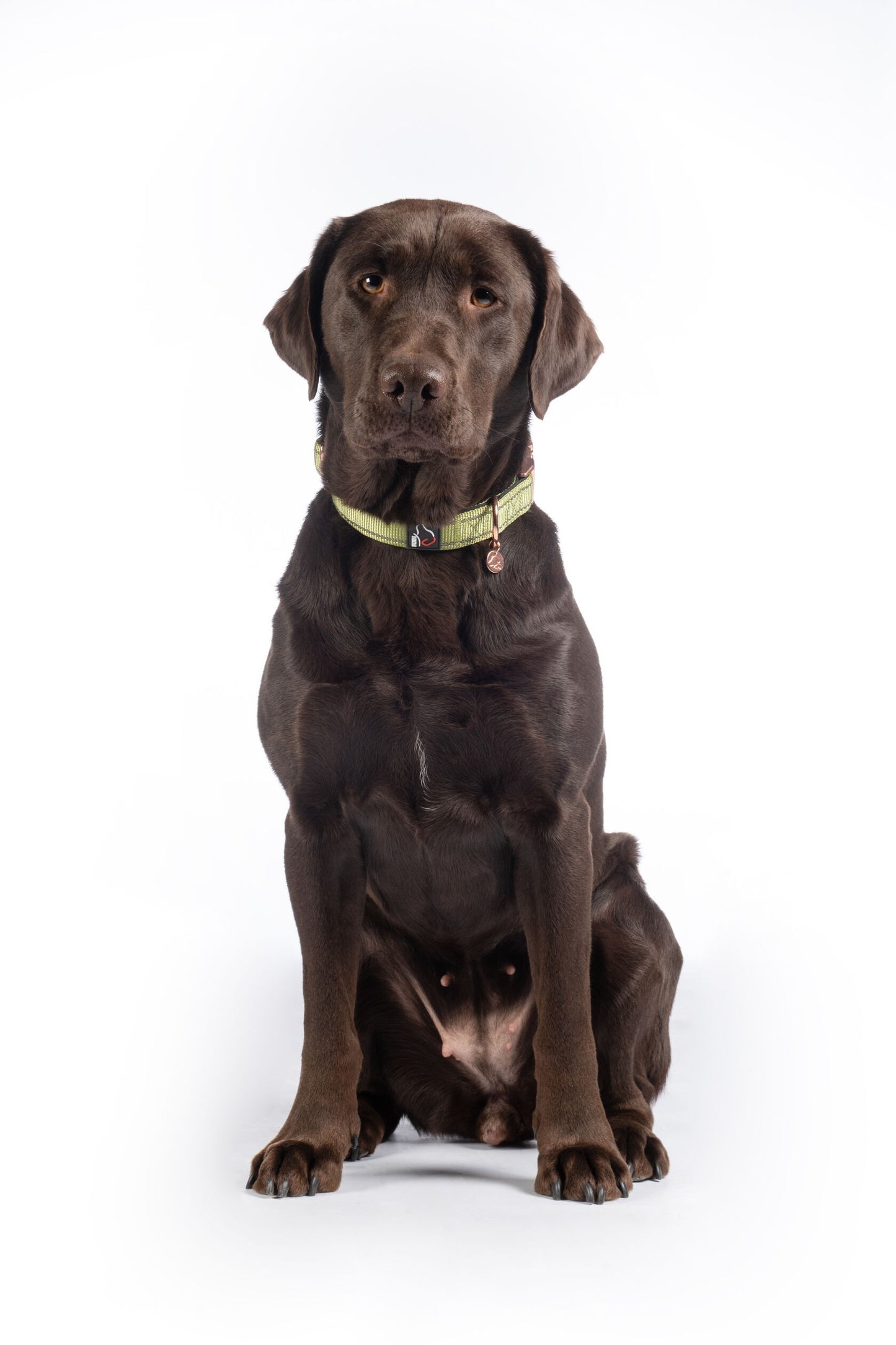 Collier pour chien - Ida- nylon