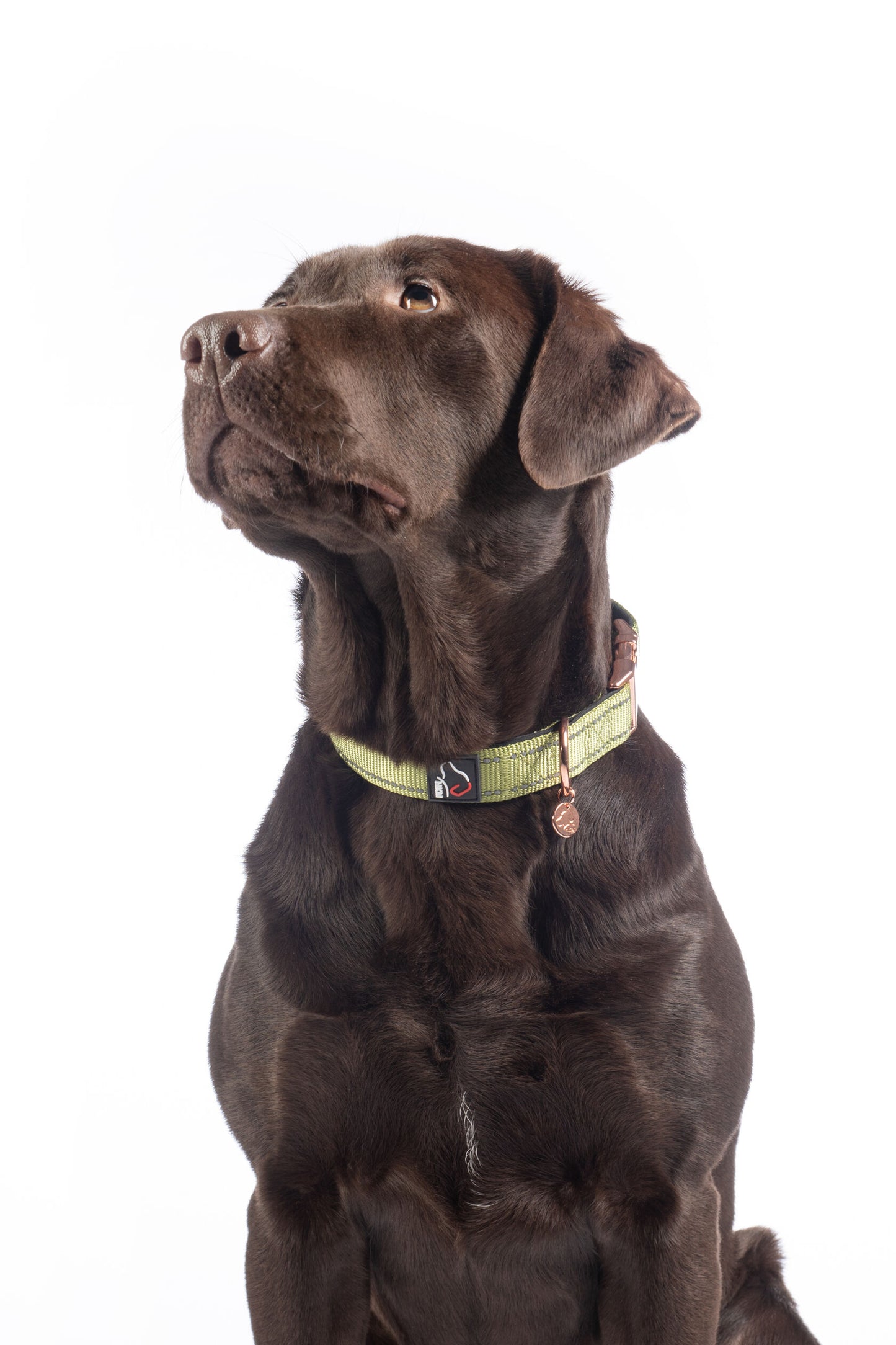 Collier pour chien - Ida- nylon